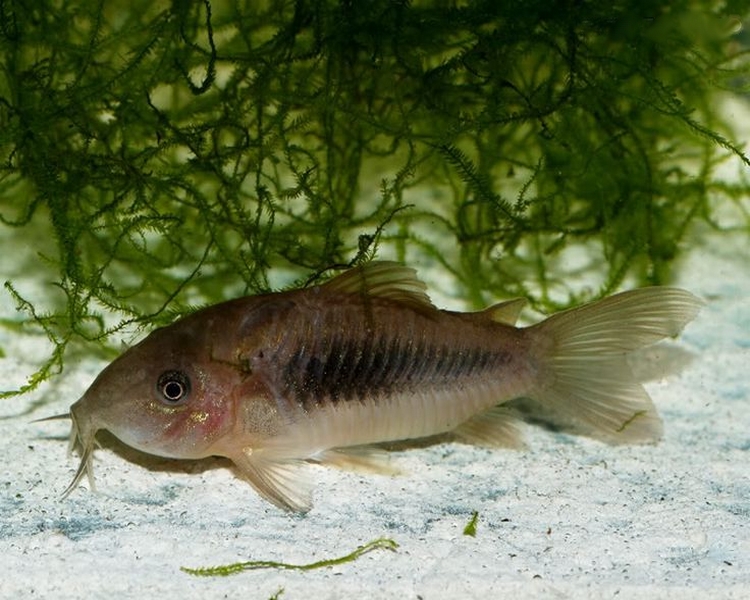 Bronze Corydoras ~ 3cm